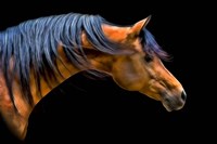 Wind Swept Fine Art Print