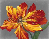 Tulip Portrait I Fine Art Print