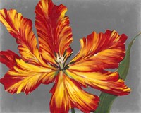 Tulip Portrait II Fine Art Print