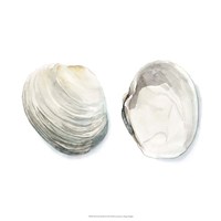 Watercolor Shells II Fine Art Print