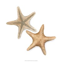 Watercolor Shells III Fine Art Print