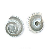 Watercolor Shells IV Fine Art Print