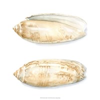 Watercolor Shells V Fine Art Print