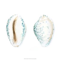 Watercolor Shells VI Fine Art Print