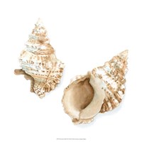 Watercolor Shells VII Fine Art Print