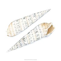Watercolor Shells IX Fine Art Print