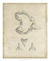 Shark Study II Fine Art Print
