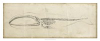 Whale Study I Fine Art Print