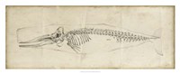 Whale Study II Fine Art Print