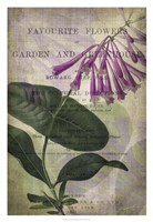 Favorite Flowers III Fine Art Print