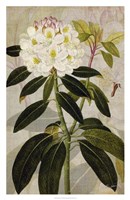 Rhododendron I Fine Art Print