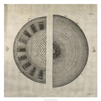 Cross Cut I Fine Art Print