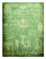 Sealife II Fine Art Print