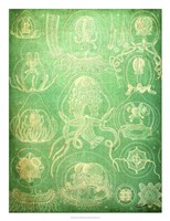 Sealife IV Fine Art Print