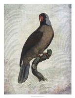 Parrot Jungle I Fine Art Print