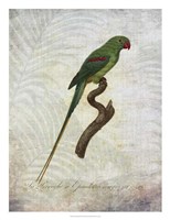 Parrot Jungle III Fine Art Print
