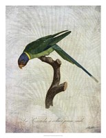 Parrot Jungle IV Fine Art Print