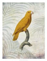 Parrot Jungle V Fine Art Print