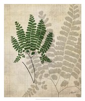 British Ferns II Framed Print