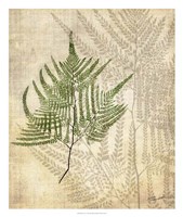 British Ferns V Fine Art Print