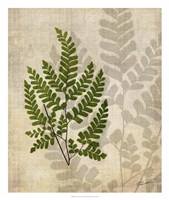 British Ferns VI Fine Art Print