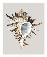 Black Murex Fine Art Print