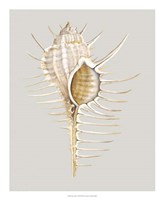 Spiney Murex Fine Art Print