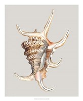 Spider Conch Fine Art Print