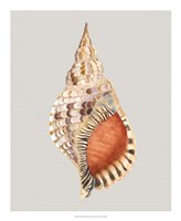 Giant Triton Fine Art Print