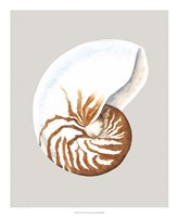 Nautilus Fine Art Print