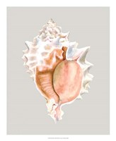 Pink Murex Fine Art Print