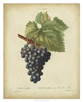 Antique Bessa Grapes I Fine Art Print