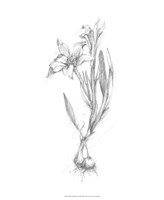Botanical Sketch I Fine Art Print