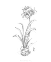 Botanical Sketch II by Ethan Harper - 18" x 22"