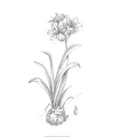 Botanical Sketch II Fine Art Print