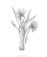 Botanical Sketch III by Ethan Harper - 18" x 22"
