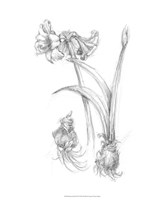 Botanical Sketch IV Fine Art Print