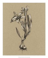 Botanical Sketch Black & White I Fine Art Print