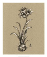 Botanical Sketch Black & White II Fine Art Print