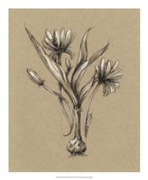 Botanical Sketch Black & White III Fine Art Print