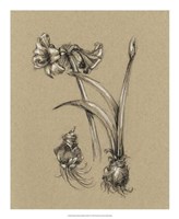 Botanical Sketch Black & White IV Fine Art Print