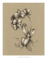 Botanical Sketch Black & White V Fine Art Print