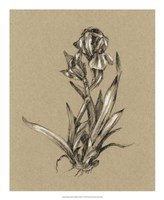 Botanical Sketch Black & White VI Fine Art Print