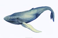 The Whale's Song I Fine Art Print