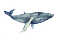 The Whale's Song II Fine Art Print