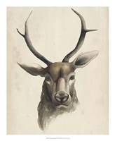 Watercolor Animal Study I Framed Print