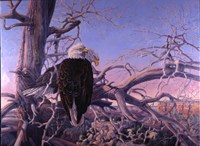 Bald Eagles by Gene Dieckhoner - various sizes