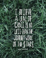 Leaf Of Grass Fine Art Print