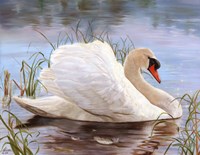 Swan Fine Art Print