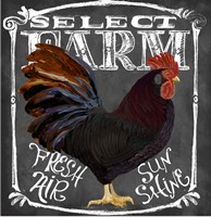 Rooster on Chalkboard III Fine Art Print